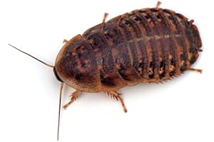 Live Pill Bugs 100ct Small Sure Live Healthy Gut Load
