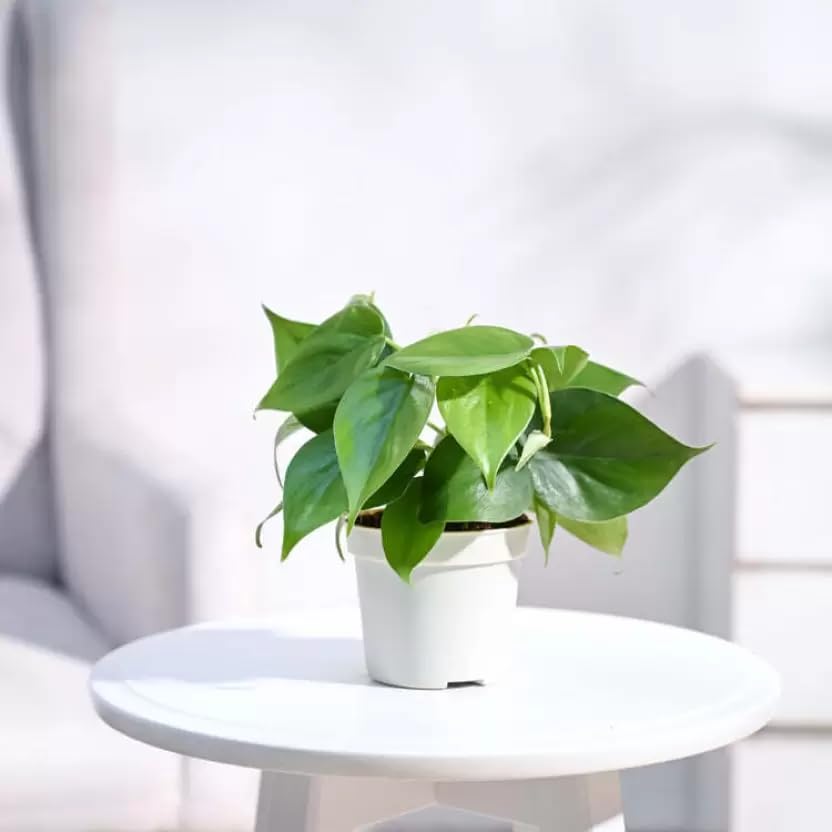 Plantoos Philodendron Oxycardium Green Live Plant with Pot (B0BF57X5M9) Amazon Price History, Amazon Price Tracker