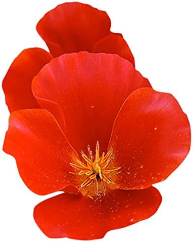 Miniatura 4 de Mezcla espléndida de semillas de amapola de California, aproximadamente 6,000 semillas, sin OMG