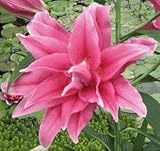 Elena Roselily Asiatic Lily, Double Pink Flowers , Beautiful Flower Bulb, Spectacular Flowering...