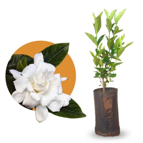 Muda de Jasmim Gardênia - Jasmim do Cabo com Flores Cheirosas