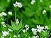 Sweet Woodruff Herb - Dried, Cut, Natural Galium Odoratum - Net Weight: 1oz/28g