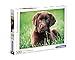 Clementoni- Puzzle 500 Piezas Perrito Chocolate (35072.8)