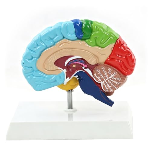 Modelo de cerebro de PVC para decorar consultas de psicología y neurociencia 3