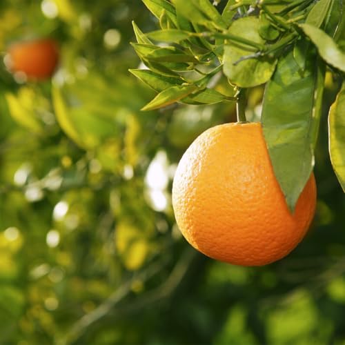 Valencia Orange Tree - 2-5 Inch Tall Live Plant - Potted Indoor/Outdoor Fruit Seedling - Citrus sinensis Valencia