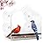 Jarkyfine Window Bird Feeder with Strong Suction Cups for Outdoor Bird Watching, Sturdy Durable with Dual Detachable Seed & Water Trays, Easy Clean & Refill, Gift for Mom Bird