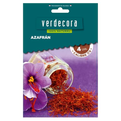 Verdecora Bulbos de Azafrán (4 uds) | Crocus sativus | Planta Natural de Otoño | Ideal para Jardines y Huertos | Cultivo de Azafrán en Casa (PORTES INCLUIDOS)