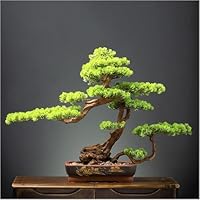 大松の盆栽 (フェイク盆栽) 41DNocpUpZL._SS200_.jpg