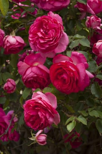 Image of live plants (PINK ROSE FLOWER PLANT)