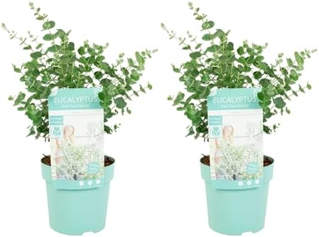 Eukalyptus gunii ca. 2025cm, frischer Eukalyptus Strauch, Eukalyptus