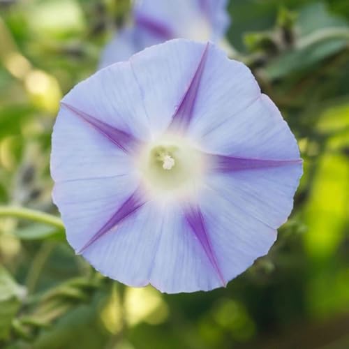 Eden Brothers Morning Glory