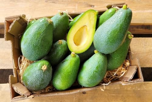 Avocadopflanze „Fuerte“ – Echter Avocadobaum 130–160 cm im Topf | Pflegeleichte Avocado Pflanze für Zuhause & Garten, exotisch, dekorativ & robust