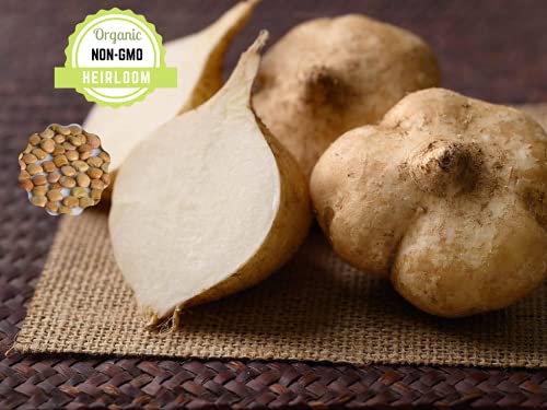 Jicama Seeds – 150+ Heirloom Mexican Yam Bean Mexican Turnips Seeds