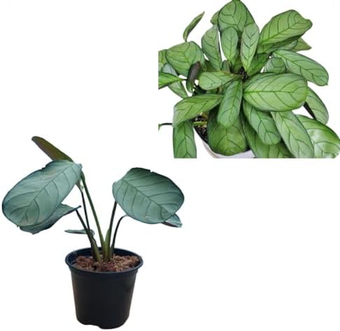 Maranta Cinza Calathea Amagris Burle Marxi Planta Muda Rara Folha...