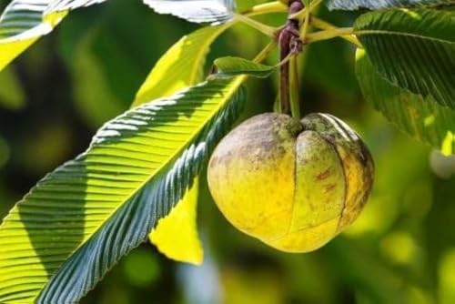 Image of All-Time 12 Months Hybrid GRAFTED Live Fruit Plant Original & Authentic Organic Tree for Outdoor Fast-Growing Fruit Plant Home Gardens Pack Of-1 (Elephant Apple /Chalta, Medium)