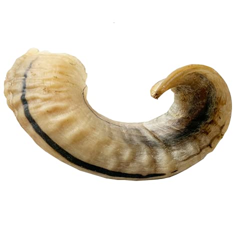 Amazing Dog Treats - Lamb Horn (5 Count) Lamb Horn Antler Dog Chews - Horn Bones for Dogs - Long Lasting Horn Dog Chews