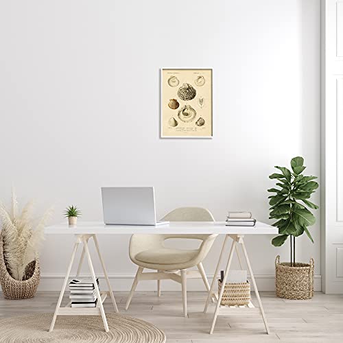 Image of 'Vintage Sea Shell Latin Study Marine Chart'| Framed Giclee Art | Stupell Industries | White, 16 x 20 Inches, Easy to Hang and Sturdy, Made in USA, by Lil' Rue