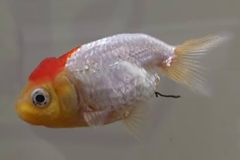 Amazon | ☆国産金魚☆ 現物個体！ 宇野系らんちゅう 2歳魚 全長約7cm