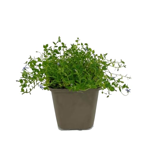 Isotoma fluviatilis von Intragarten blauer Bubikopf Bodendecker im Topf