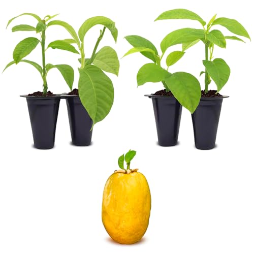 'Giant Granadilla' Passion Fruit Vines (4 Pack) – Live Starter Plants for Planting, Ideal for Creating Lush Garden Canopies, Producing Juicy Fruits Ideal for Fresh Consumption