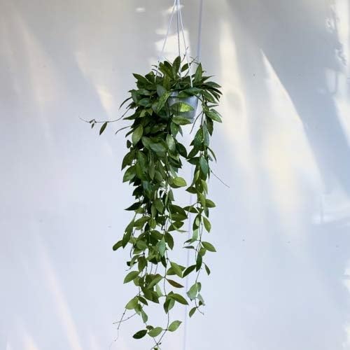 Amazon 多肉植物 観葉植物 ホヤ グラシリス メモリアル 吊り鉢 葉焼けあり 鉢