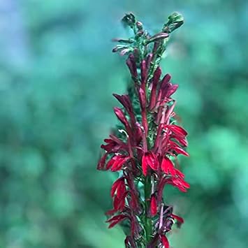 بذور زهرة الكاردينال Lobelia Cardinalis 1000 بذرة 0.1 جرام - اللوبيليا القرمزية، اللوبيليا الكبرى، اللوبيليا الحمراء بذور سائبة من Smoke Camp Crafts