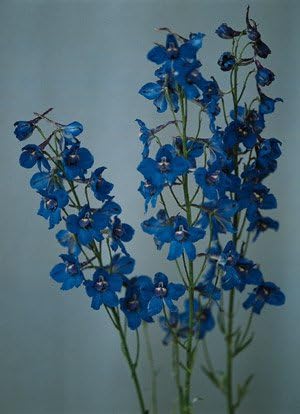 Delphinium grandiflorum Blue Mirror 1,000 Seeds