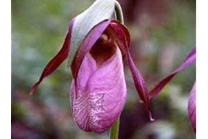 200 Pink Lady Slipper Seeds