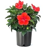 American Plant Exchange Hibiscus 'Red' Plant – Live Flowering Bush, 10-Inch Pot, Tropical Scarlet Blooms for Patios, Garden Beds, and Outdoor Landscapes