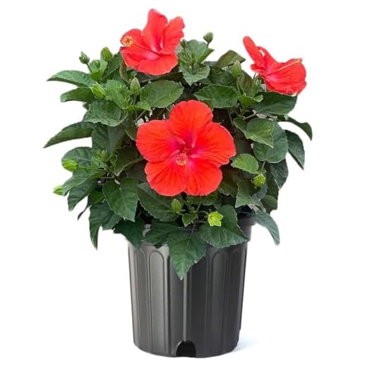 American Plant Exchange Dark Red Hibiscus Bush