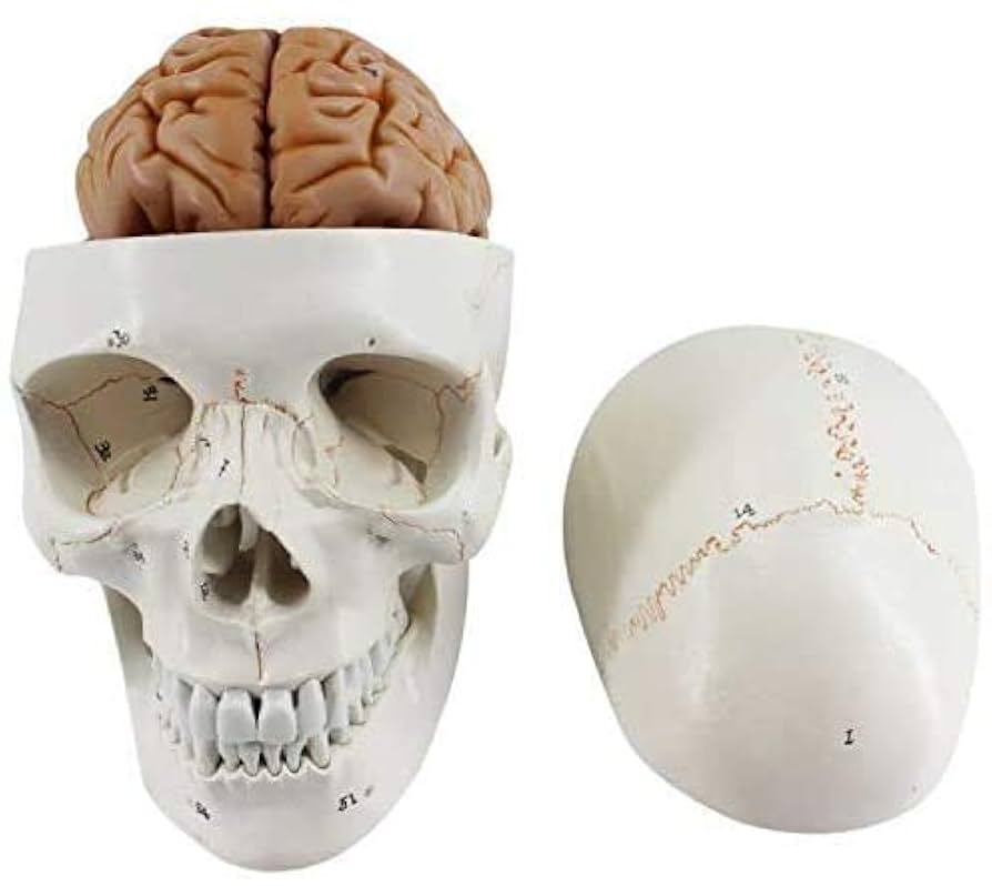 頭部模型 解剖学的構造 Amazon.co.jp: 脳の解剖学的構造の分割された頭蓋骨モデル、8部