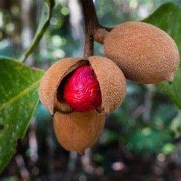 Big Size Nutmeg Herb Spice Plant/Jaifal Myristica/Javitri/Jaiphal Spice ...