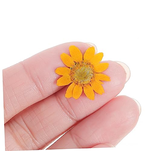 Flores Secas Margaritas 24 Piezas para Manualidades DIY miniatura 4