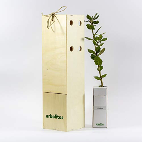 Encina - Árbol de Pequeño Tamaño - Perfecto para Regalar (1 unidad)