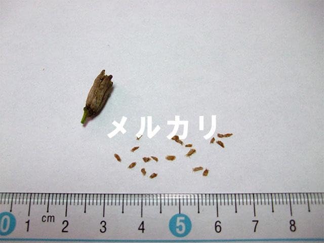 Amazon.co.jp: エリモシャクナゲ 北海道襟裳(えりも)岬産 種 種子 20粒