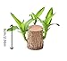 Brazilian Wood Plant,Brazilian Lucky Wood Plant for Home Office Desktop