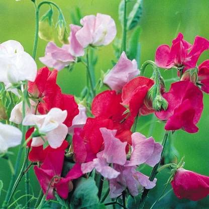 See full amazon price history chart for Sweet Pea Dwarf Flower Seed For Gardening - 70 Sweet Pea Dwarf Flower Seed For Gardening - 70 (B0BM7BGKY2) Amazon Price History, Amazon Price Tracker