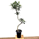 観葉植物：フランスゴムの木*フィカスルビギノーサ プラポット バークチップ