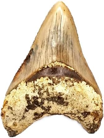Otodus Megalodon (Carcharodon Megalodon - megaselachus) Indonesia 12 cm Fossil (Fossils) WI1