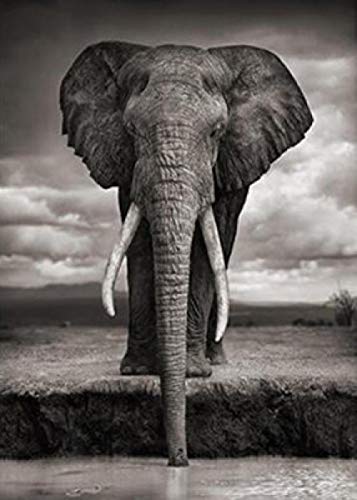 Pâte mosaïque broderie diamant éléphant contre le stress créatif 5D