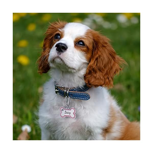 Aimeng Personalized Stainless Steel Pet ID Tags with Glittery Bone Design – DEEP Engraved Dog Tags Engraved for Pets Customized with 5 Lines Dogs and Cats Pets Gift (Small 2 Pack, Pink) Aimeng Personalized Stainless Steel Pet ID Tags with Glittery Bone Design – DEEP Engraved Dog Tags Engraved for Pets Customized with 5 Lines Dogs and Cats Pets Gift (Small 2 Pack, Pink)