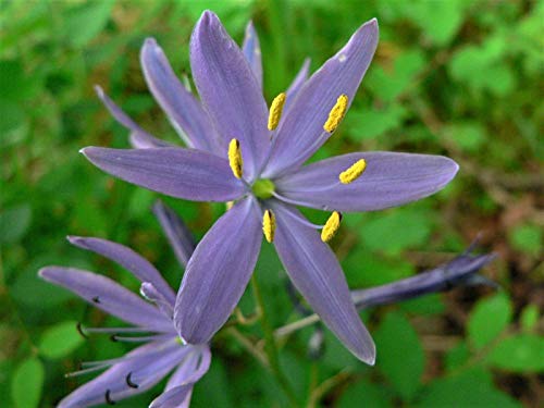 Blue Camas Camass Lily Wild Indian Hyacinth Camassia Quamash Flower rasa1ca (30 Seeds)