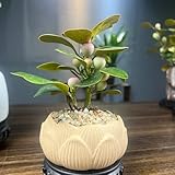 ficus religiosa coltivazione Sei sempre il benvenuto a navigare nel mio negozio per trovare più scelte ed effettuare un ordine insieme!
