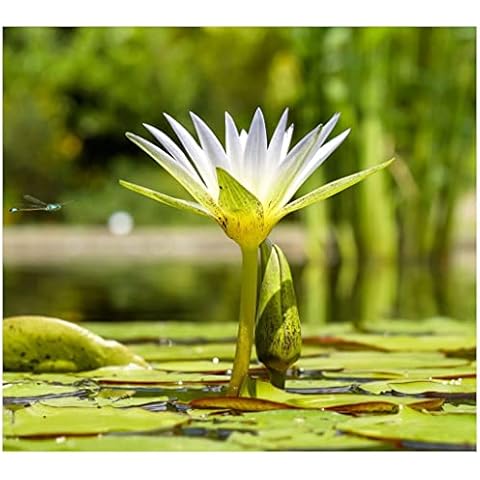Aquatic Plant Pond Soil - 5 Litres Lily, Tropical Lotus, Water Iris & Pond Plant Peat Free Compost - Hydrate at Home Cover
