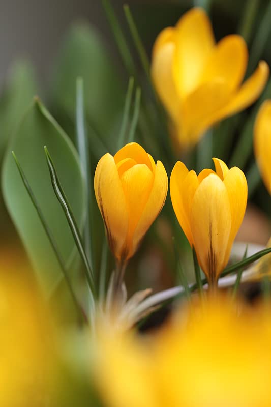 Image of IMP. Saffron | Crocus Excellent Quality Flower Bulbs for Attractive Aromatic Flowers Home Outdoor Gardening Plants Flowering Bulbs (pack of 12, Golden Crocus)