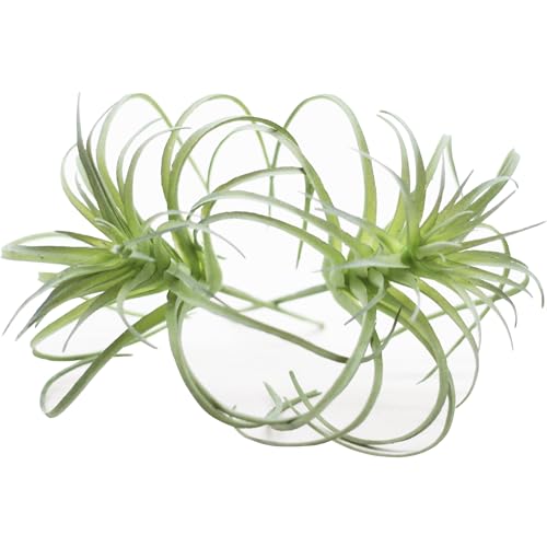 ZJCilected Small Artificial Air Plants Look Real Succulants Plant Faux Greenery Bromeliads for Garden Home Office Decoration (Green Flocking Air Plants)