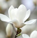 Magnolia denudata (Lilytree, Yulan) Tree Seeds, Delicate, Lily-Like Appearance White Flowers, Seeds by MySeeds.Co, You Choose The Amount (Trial Packet Size)