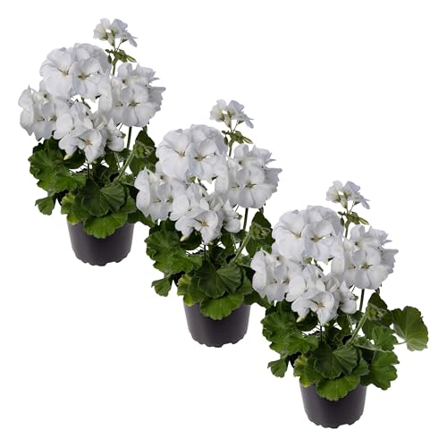 Live Flowering Zonal Geraniums - White (3 Plants Per Pack)