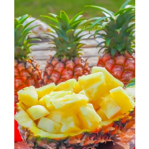 �y12�ʃZ�b�g�z���ꐼ�\�� ���� ���n�p�C�� ���T�C�Y�i0.6�`0.8kg�j ���ϓ��x20�x�ȏ�y�C�K�C�K�����Ȃ��c�܂Ŕ��������z�y�`6�����܂ł̊��Ԍ���̔��z