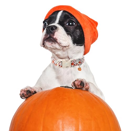 Image of Fall Dog Collar - Halloween Dog Collars-Adjustable Pumpkin & Daisy Floral Collar with Quick Release, Autumn Harvest Dogs Collars
